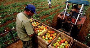 Agricultura, Cuba, Trabajo