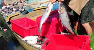 sancti spiritus, pesca, trabajo por cuenta propia, trabajadores por cuenta propia, ley de pesca