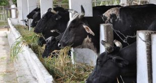 gANADERÍA BOVINA, ALIMENTACIÓN