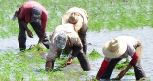 sancti spiritus, agricultura, suelos