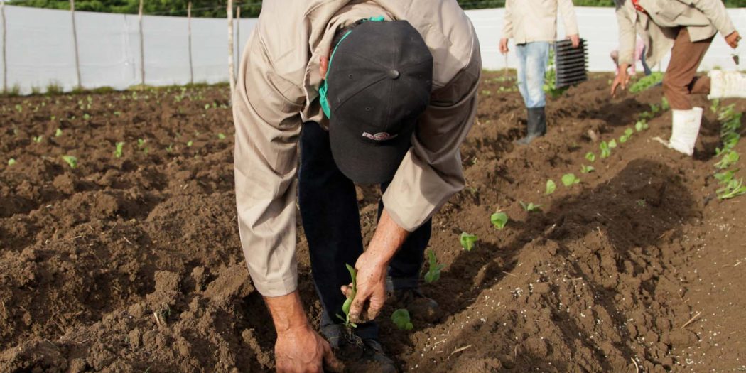 Tabaco, agricultura, exportación, Sancti Spíritus