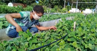 sancti spiritus, agricultura urbana, organoponicos, desarrollo sostenible