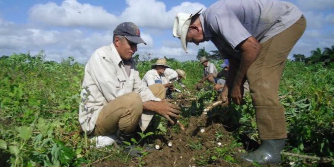 sancti spiritus, agricultura, tormenta tropical eta, intensas lluvias en sancti spiritus, lluvias en sancti spiritus, desastres naturales, produccion de alimentos