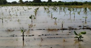 sancti spiritus, tormenta tropical eta, desastres naturales, agricultura, consejo de defensa, lluvias en sancti spiritus, cultivos varios, cafe, frijol