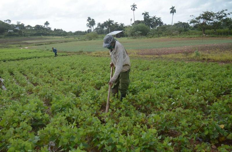 sancti spiritus, agricultura, tormenta tropical eta, intensas lluvias en sancti spiritus, lluvias en sancti spiritus, desastres naturales, produccion de alimentos