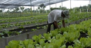 sancti spiritus, produccion de alimentos, agricultura, asamblea nacional, poder popular, esteban lazo