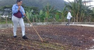 sancti spiritus, cafe, cosecha cafetalera, economia espirituana, fomento