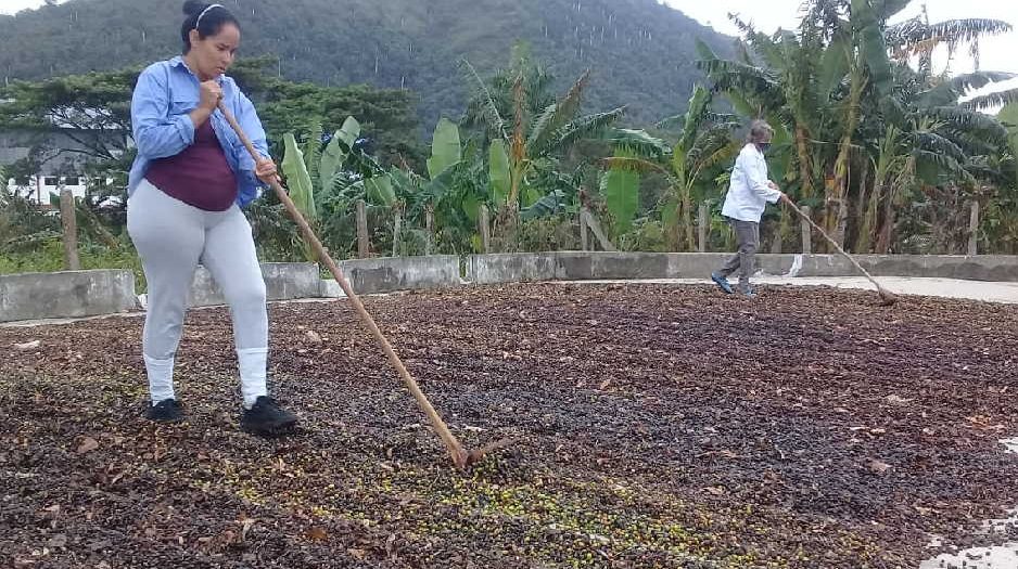 sancti spiritus, cafe, cosecha cafetalera, economia espirituana, fomento