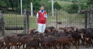 sancti spiritus, ganaderia