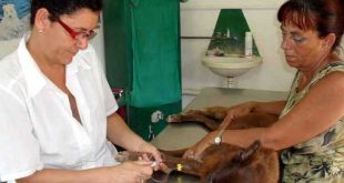cuba, medicina veterinaria, proteccion animal, animales