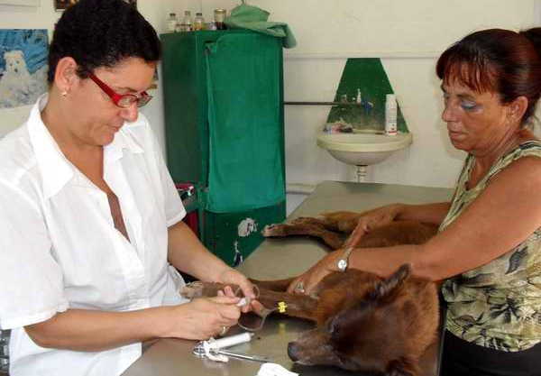 cuba, medicina veterinaria, proteccion animal, animales