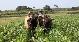 sancti spiritus, autoabastecimiento territorial, produccion de alimentos, buro provincial del pcc