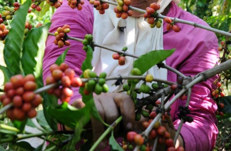 sancti spiritus, cafe, cosecha cafetalera, economia espirituana