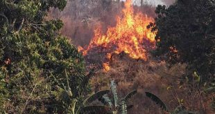 cuba, incendios forestales, guardabosques