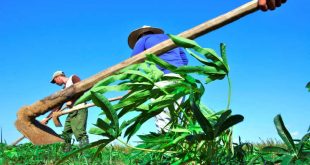 trinidad, economia de sancti spiritus, tarea ordenamiento, produccion de alimentos, autoabastecimiento territorial, covid-19