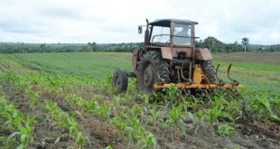 yaguajay, citma, cultivos transgenicos, produccion de alimentos, desarrollo local