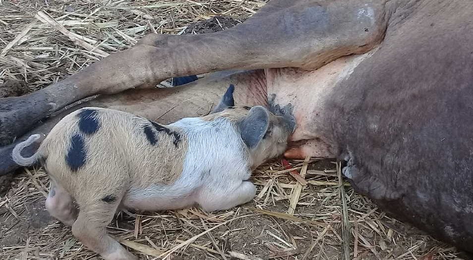 sancti spiritus, ganaderia, crianza de cerdos