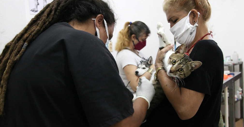 sancti spiritus, dia de la medicina veterinaria, animales, veterinaria, proteccion animal