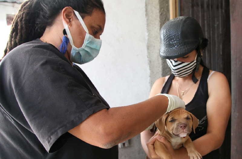 cuba, animales, proteccion animal,