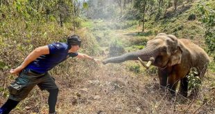 tailandia, animales, elefante, redes sociales, elefante