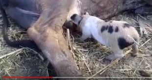 sancti spiritus, cerdos, ganaderia, crianza de cerdos, vacas