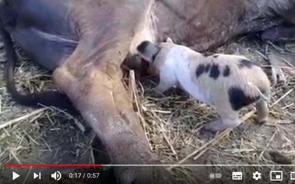 sancti spiritus, cerdos, ganaderia, crianza de cerdos, vacas