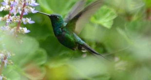 cuba, aves, zunzun, fauna, animales