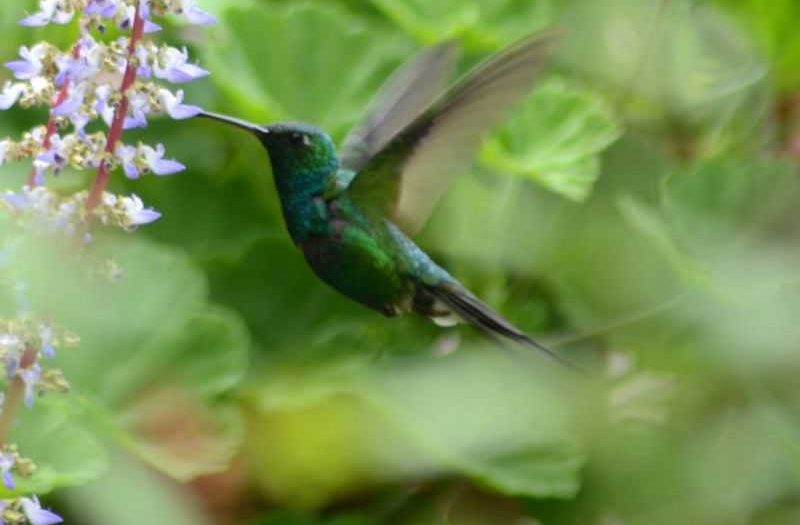 cuba, aves, zunzun, fauna, animales