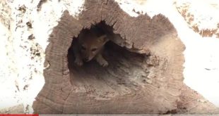 sancti spiritus, zoologico espirituano, el bosque, animales