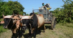 sancti spiritus, campesinos, produccion de alimentos, agricultura