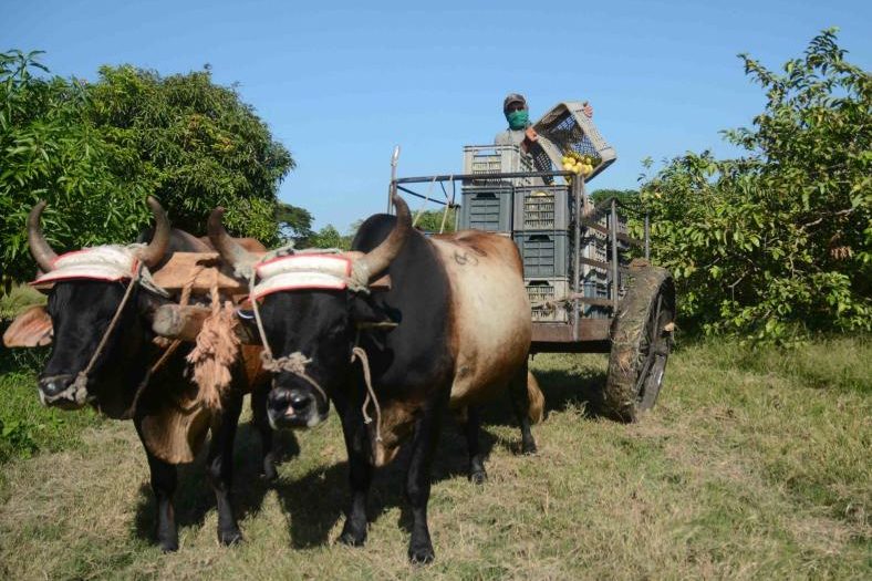 sancti spiritus, campesinos, produccion de alimentos, agricultura