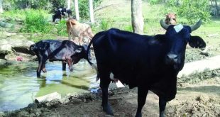 sancti spiritus, ganaderia, agricultura, carne bovina, economia cubana