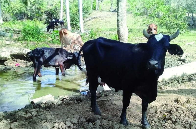 sancti spiritus, ganaderia, agricultura, carne bovina, economia cubana