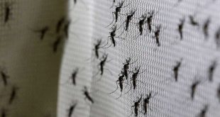 reino unido, aedes aegypti, fiebre amarilla