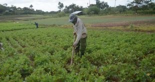 sancti spiritus, campesinos, agricultura, produccion de alimentos, anap