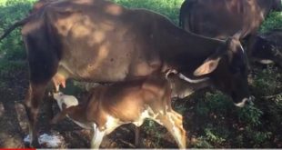 sancti spiritus, ganaderia, agricultura, carne bovina, economia cubana