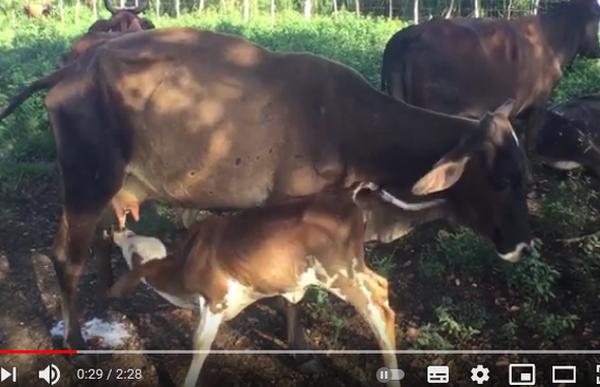 sancti spiritus, ganaderia, agricultura, carne bovina, economia cubana