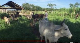 cuba, visiones, periodico escambray, noticiero, carne bovina, ganaderia, economia cubana, beisbol cubano, duo cofradia, cubadisco