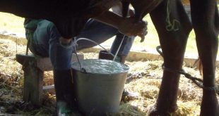 cuba, minag, leche, produccion de leche, empresa lactea, ganaderia, economia cubana