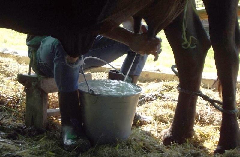 cuba, minag, leche, produccion de leche, empresa lactea, ganaderia, economia cubana