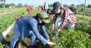 sancti spiritus, 26 de julio, asalto al cuartel moncada, trabajo voluntario, jovenes espirituanos