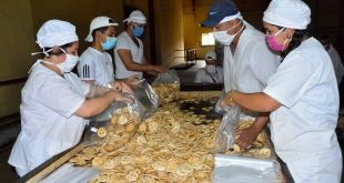 La fábrica de galletas de Sancti Spíritus trabaja de forma continua para asegurar la entrega de un paquete del producto por cada núcleo familiar. (Foto: Vicente Brito/ Escambray)