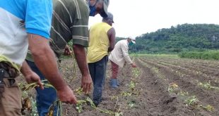 sancti spiritus, agricultura, economia cubana, polo productivos, produccion de alimentos, cultivos varios, cpa, tarea ordenamiento