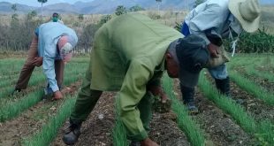 sancti spiritus, agricultura, trabajo por cuenta propia, empleo, salario, ministerio de la agricultura