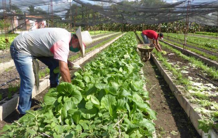 cuba, agricultura, minag, union electrica, electricidad, agua, organoponicos