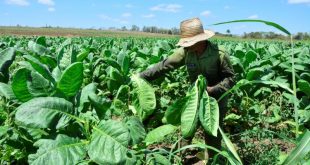 sancti spiritus, tabaco, acopio y beneficio del tabaco, cosecha tabacaleta