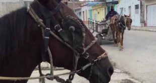 sancti spiritus, salud animal, bienestar animal, ministerio de la agricultura