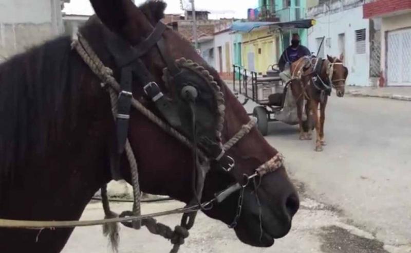 sancti spiritus, salud animal, bienestar animal, ministerio de la agricultura