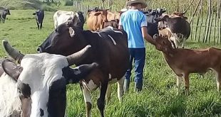 cabaiguan, agricultura, produccion de alimentos