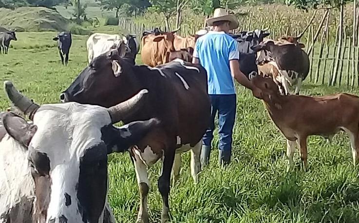 cabaiguan, agricultura, produccion de alimentos